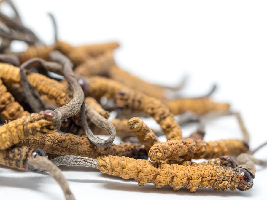Housenice čínská (Cordyceps)
